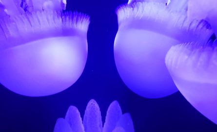 Quallen im Underwater Zoo durch günstige Dubai Aquarium Tickets beobachten