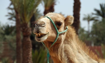 Ein Kamel auf dem Kamelmarkt in Al Ain