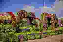 Miracle Garden in Dubai