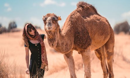 Kamele für ein Fotoshooting in Dubai