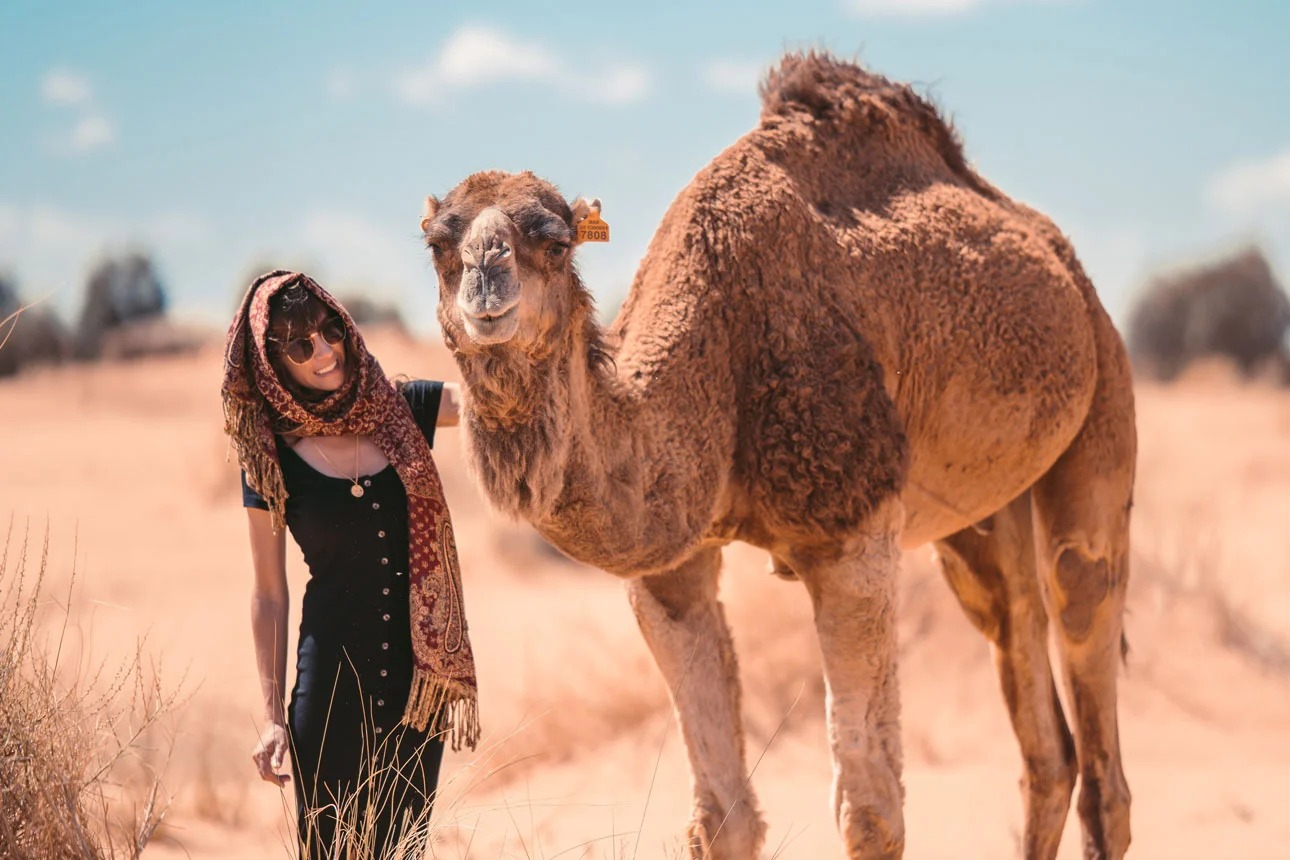 Kamele für ein Fotoshooting in Dubai