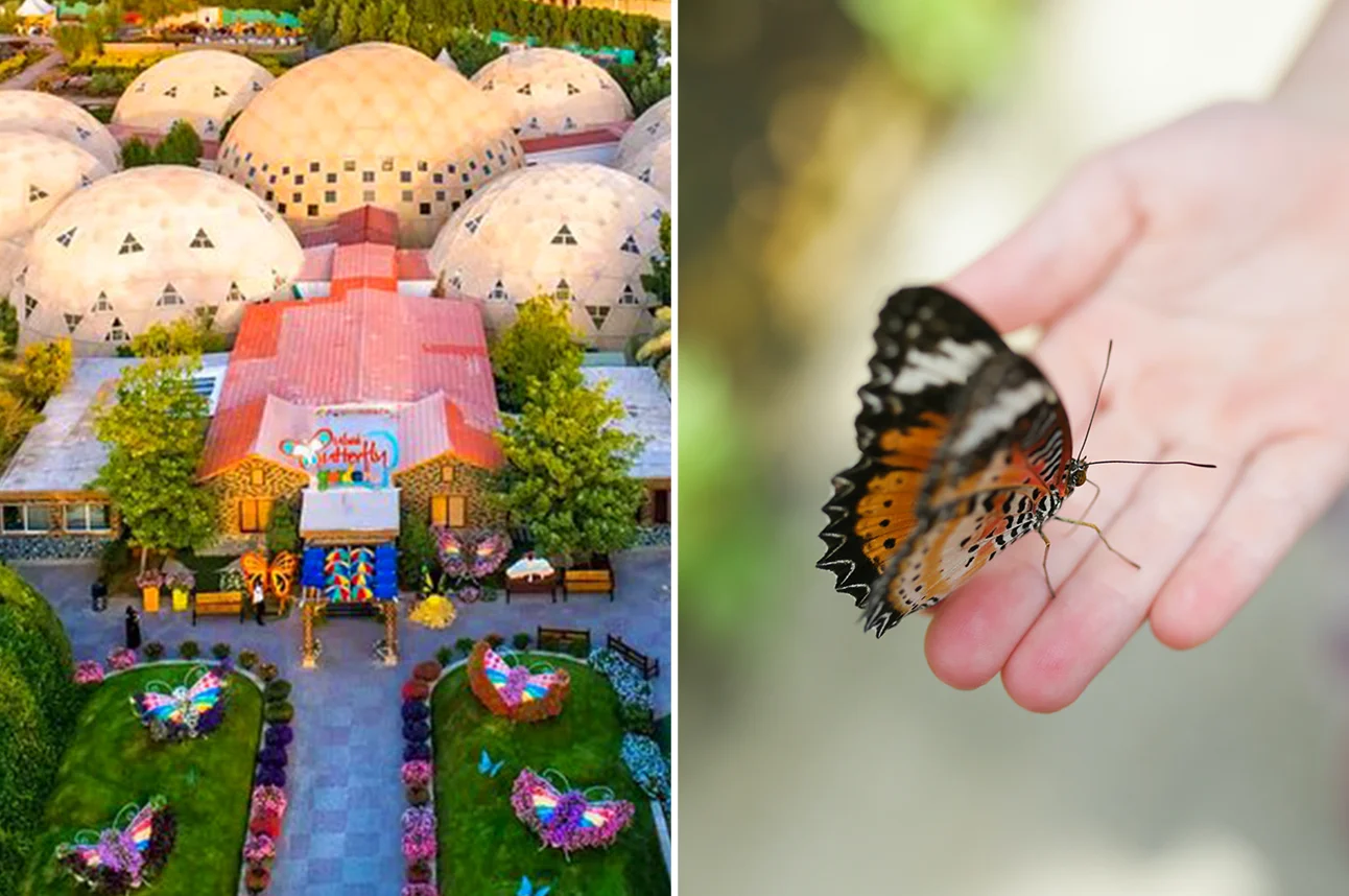 Butterfly Garden Dubai