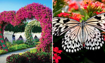 Miracle Garden und Butterfly Garden Ticket
